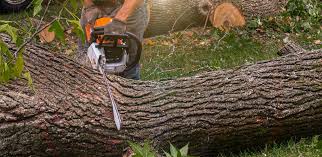 Best Tree Disease Treatment  in Chapel Hill, NC