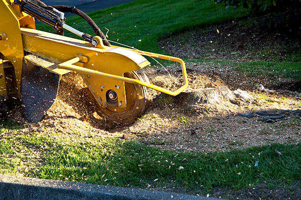 Chapel Hill, NC Tree Services Company